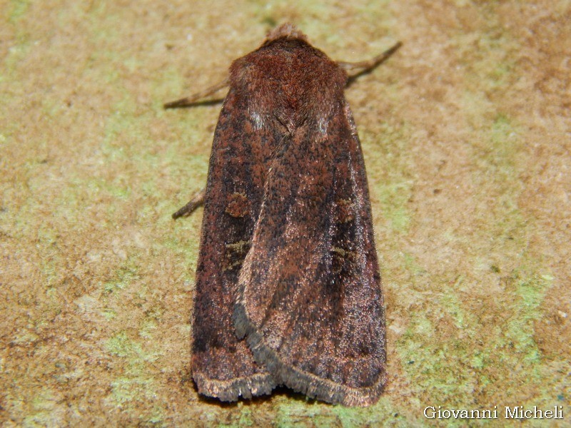 Noctuidae: Xestia xanthographa